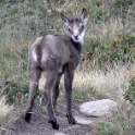 Fawn, Aletsch Switzerland